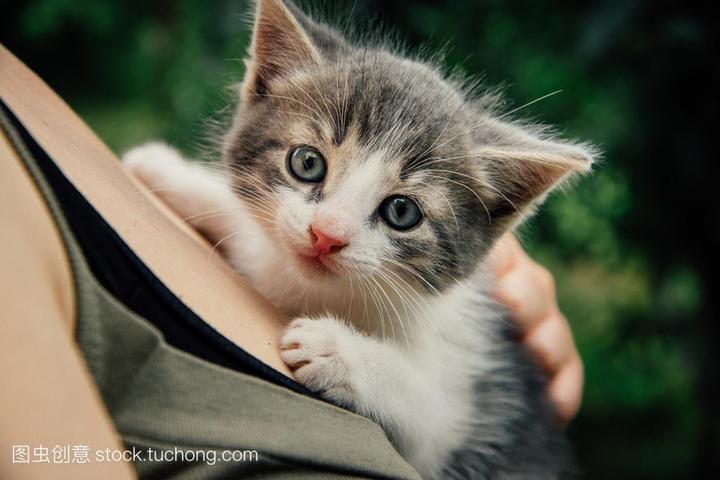 蓝眼白猫是聋子吗,不一样眼睛的猫咪耳聋的多吗 根据品种和基因决定！