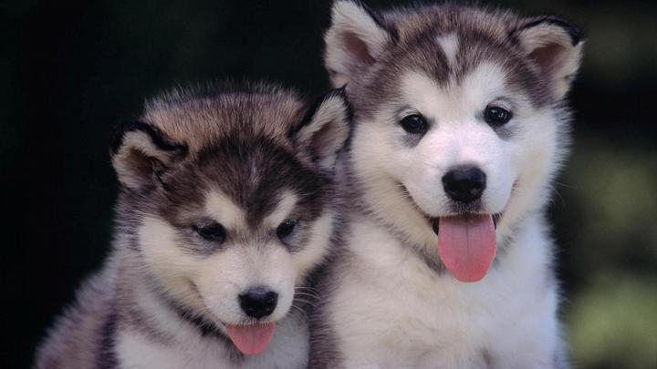 博美和银狐杂交的犬叫什么,你见过最漂亮的混血杂交狗是什么样子的