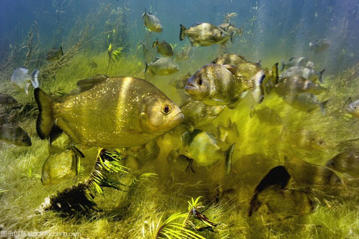 养红绿灯鱼的技巧,红绿灯鱼的养殖方法有哪些