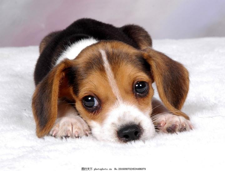小狗柯基多少钱一只,2个月的柯基贵还是3个月的狗贵
