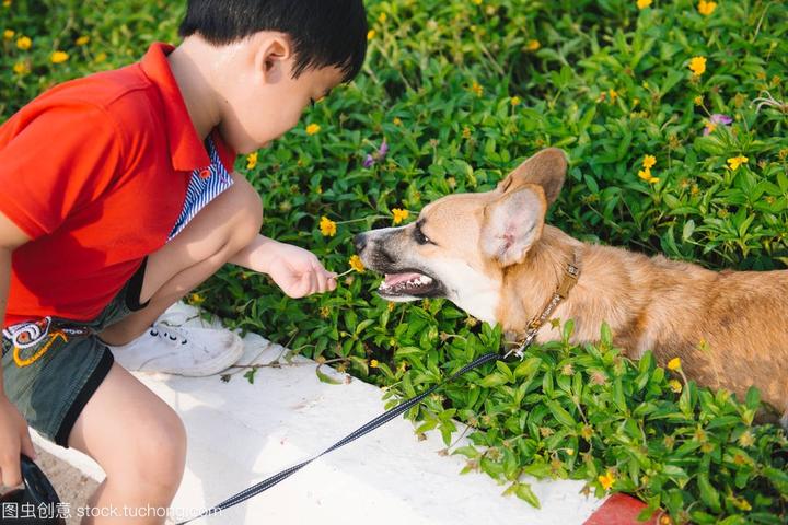 泰迪犬从多大开始训练,如何训练泰迪幼犬什么时间可始训练比较合适
