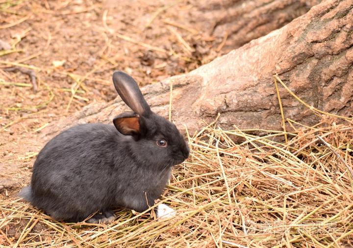 兔子一共有多少种品种,兔子有多少种类