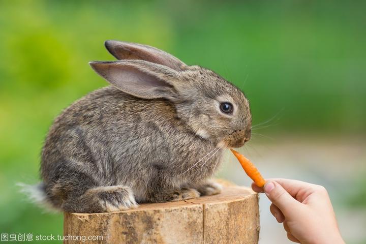 小兔子怎么画可爱,小兔怎么画 萌可爱