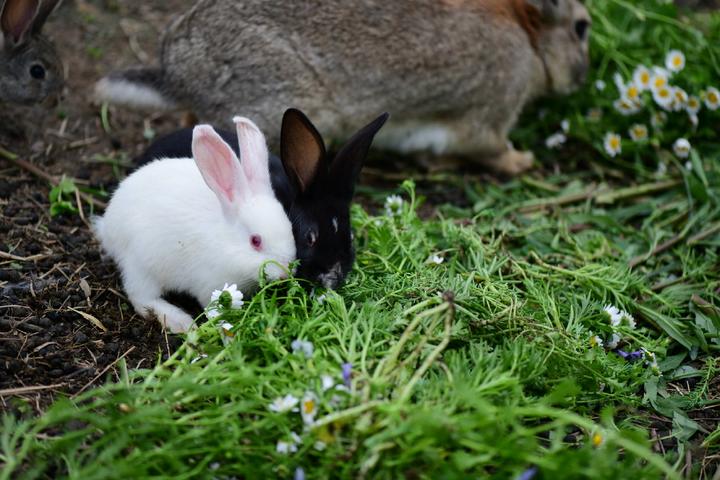 网上买的兔子能活多久,宠物兔子能活多久呀