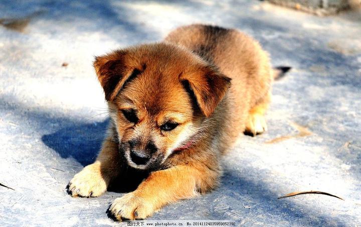 拉布拉多幼崽多少钱一只,纯种拉布拉多幼犬多少钱一只