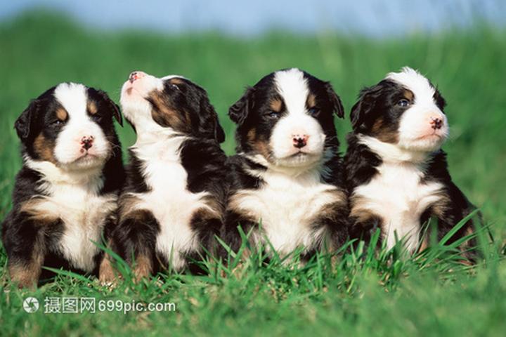小型博美犬,博美这种小型犬，我们常见的就是英系和美系犬，英系博美价格是多少