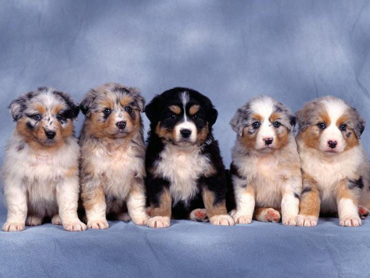 布达拉多狗犬多少钱,八个月拉布拉多母犬价格多少钱