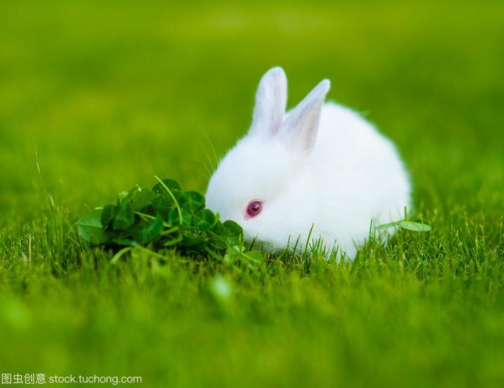兔子价钱,纯种荷兰垂耳兔多少钱你真的了解其价格区间吗