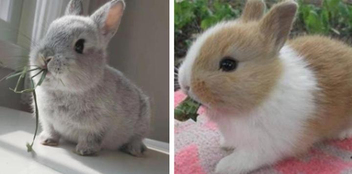 小白兔最简单的画法,简单的小兔子怎么画