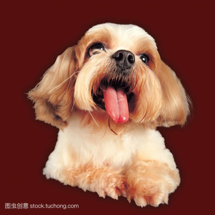 中国哪里可以养罗威纳犬,台州玉环可以养罗威纳吗