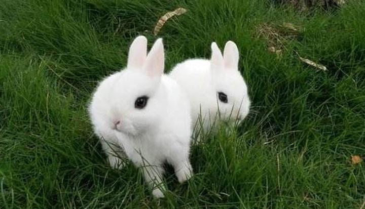 蓝眼垂耳兔价格,这种纯种蓝眼睛荷兰垂耳兔大概多少钱