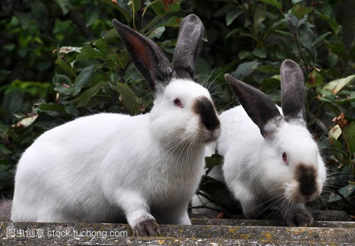 荷兰垂耳兔介绍,“一些”比较特殊（有特点的）兔子品种 例如；荷兰垂耳兔，迷你垂耳兔，雪兔
