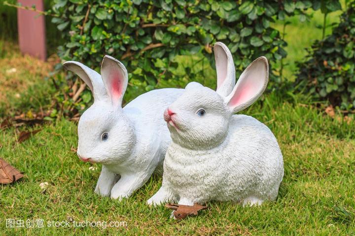 养兔什么品种好,哪种兔子最可爱、最好养