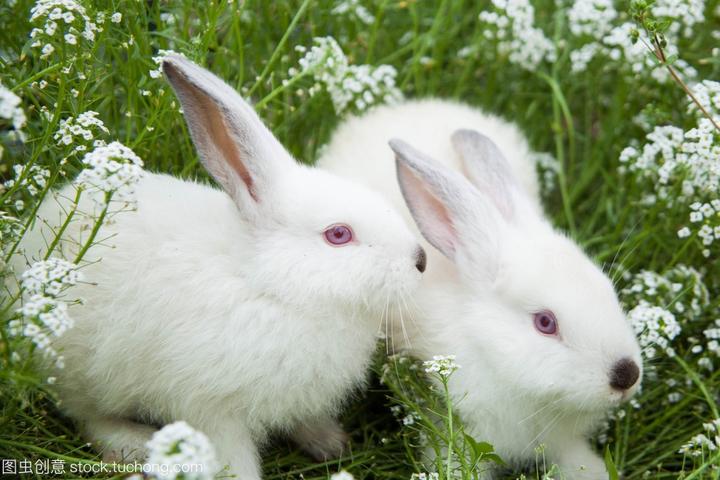 养宠物兔须知,养殖兔子需要注意什么