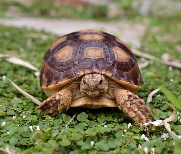 中华草龟是几级保护动物,养草龟会不会被抓