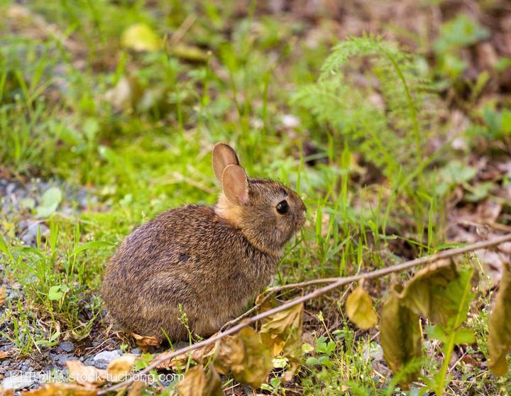 怎么辨别侏儒兔真假,怎样辨别兔子的品种