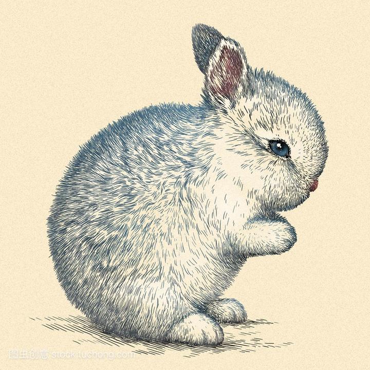 白色荷兰垂耳兔,请问这是什么品种的兔子
