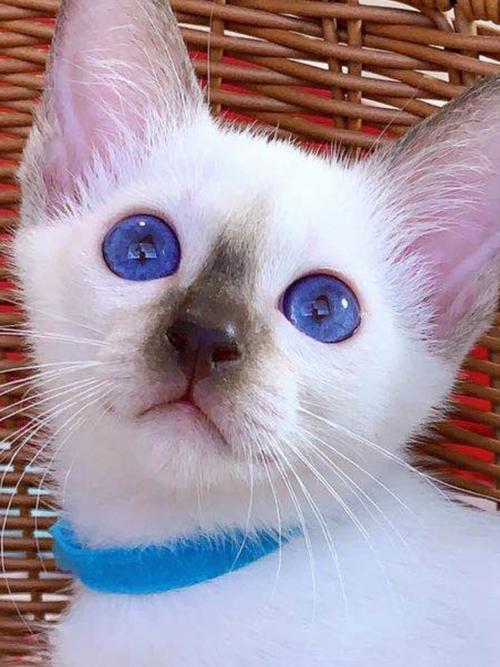 暹罗猫眼睛是什么颜色的