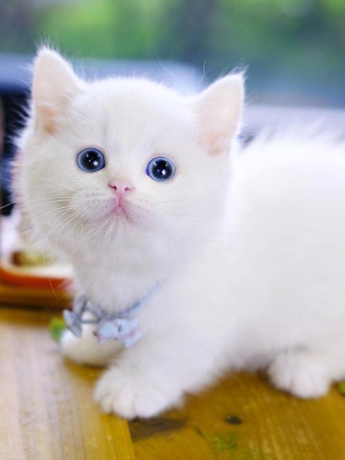 蓝眼白猫品种大全,蓝眼白猫是什么品种的猫