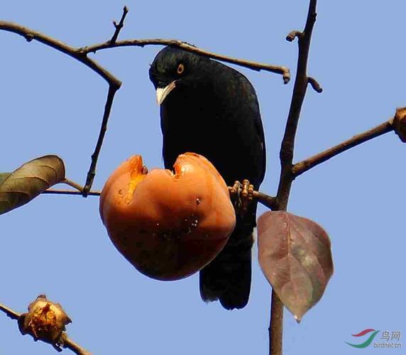 八哥鸟最喜欢吃什么水果