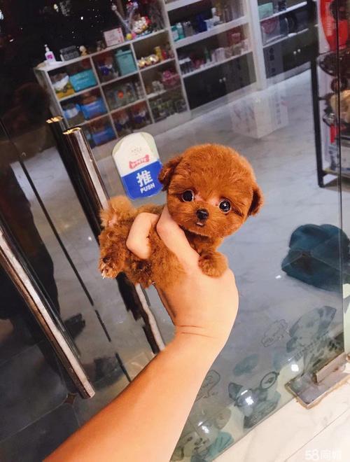 上海松江宠物市场在哪里,泰迪犬价格 价格表