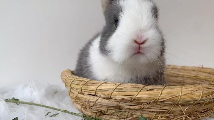 道奇兔是什么品种兔子杂交出的