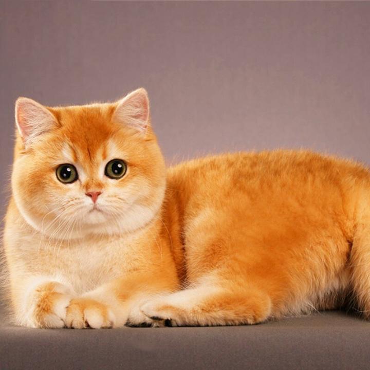 描写波斯猫眼睛的句子,把你形容波斯猫可爱的一段话