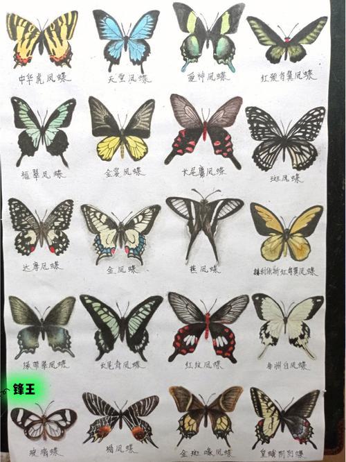 蝴蝶的种类有哪些名字