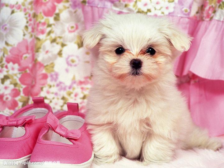 博美大体和小体哪个贵,迷你博美犬在饲养方面也很麻烦，白色博美越小越贵吗