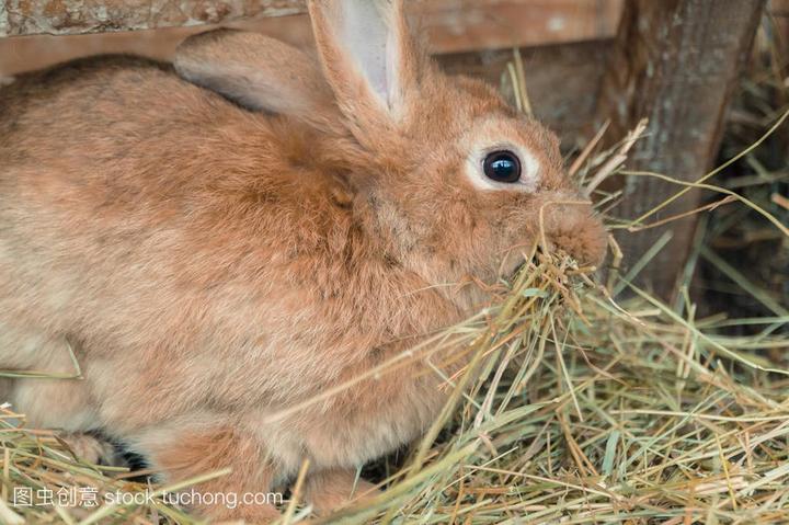 最贵的宠物兔,安哥拉兔子哪个颜色最贵