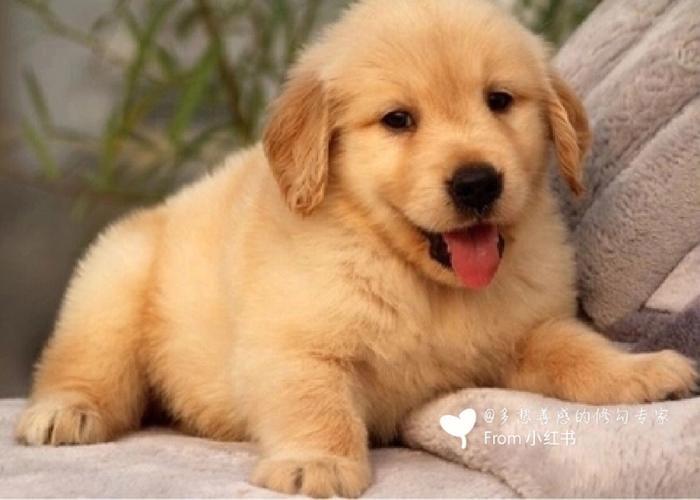 一只金毛幼崽多少钱,一只金毛幼犬大约多少钱