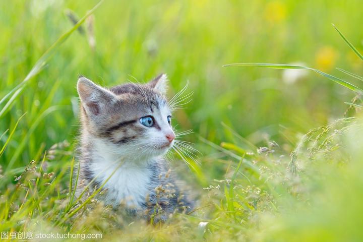 赛级挪威森林猫多少钱一只,挪威森林猫的体型，养过挪威森林猫的请回答