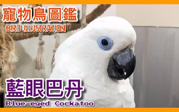 蓝眼巴丹鹦鹉是保护动物吗