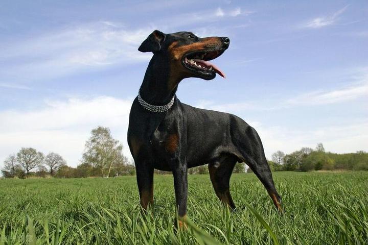 德国杜宾犬寿命多少年,德国杜宾犬是烈性犬吗