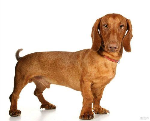 腊肠犬是烈性犬吗为什么