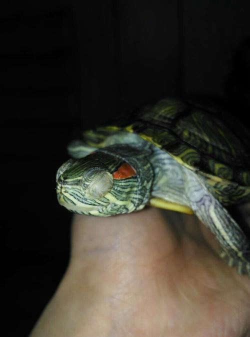 巴西龟白眼病的症状表现