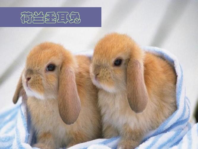 荷兰垂耳兔和美国垂耳兔有啥区别