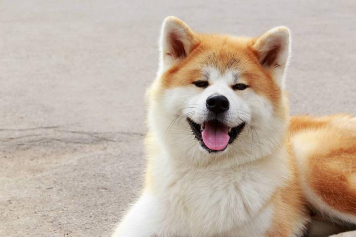 日本秋田犬有几个品种的