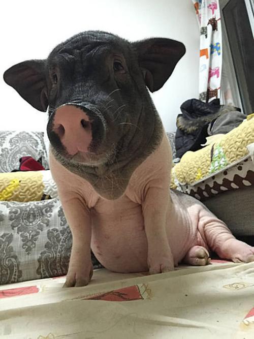 宠物香猪能长多少斤重