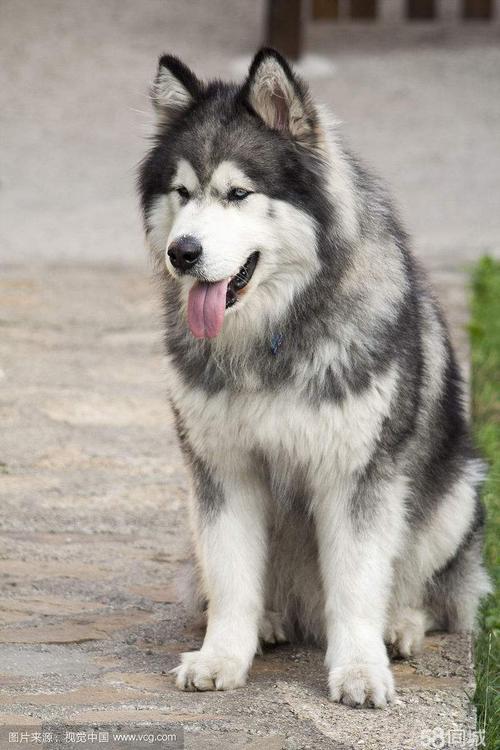 阿拉斯加雪橇犬养得起吗,想养阿拉斯加犬雪橇犬,给个建议