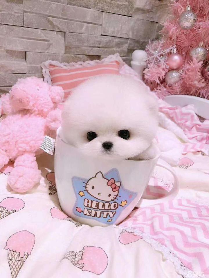 茶杯犬价格多少钱一只专卖店,茶杯犬多少钱一只最便宜的有吗