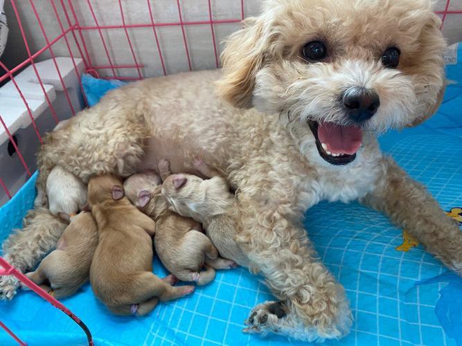 泰迪狗寿命一般在多少年左右泰迪狗一胎生几个宝宝