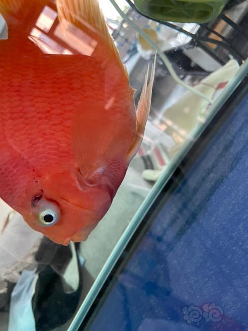 红鹦鹉鱼眼睛突出是什么原因造成的
