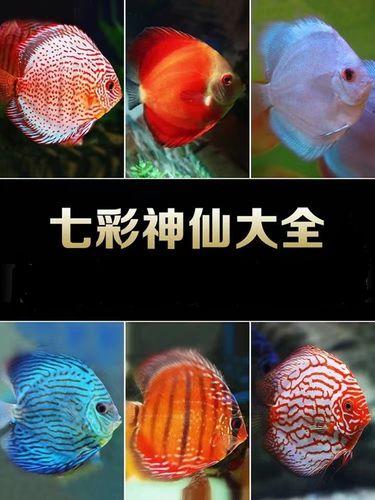 七彩神仙鱼种类大全