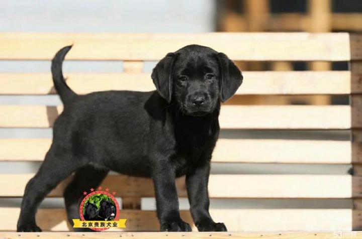 拉布拉多犬的价格小七,拉布拉多犬的价格 黑色 纯种