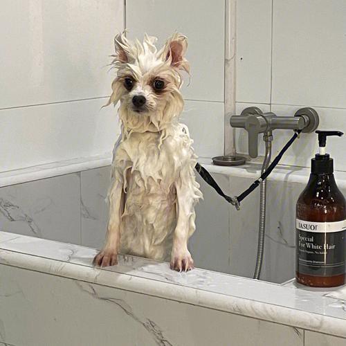 两个月的小狗能洗澡吗太臭了怎么办