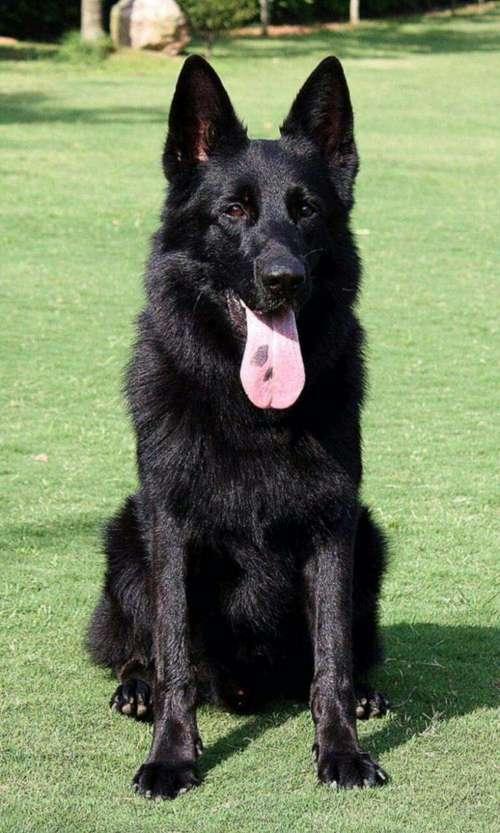 黑色的狗狗有哪些品种名字