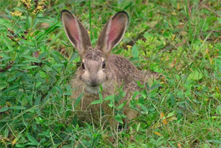 安哥拉兔智商相当于人类几岁,兔子的智商相当于人类几岁兔子可以记住主人吗