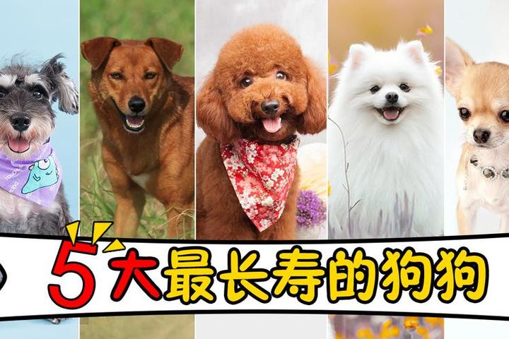 狗狗长寿品种排名前十名