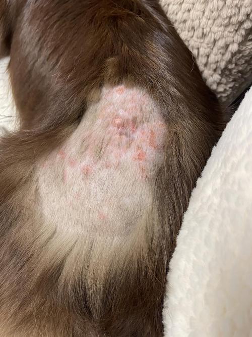 狗狗脓皮症最有效的治疗办法就是消炎吗
